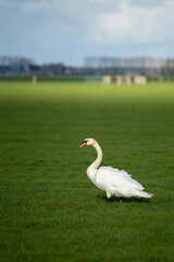 Mute Swan standing in a farm field in rural Netherlands