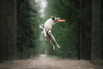 border collie catches a disc in fotest  - obrazy, fototapety, plakaty