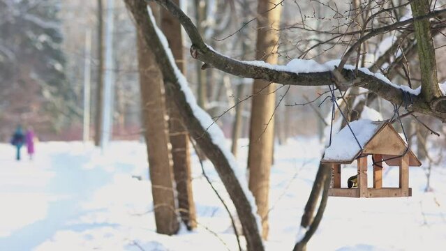 Hungry birds eat food from hanging feeder on sunny winter day in park. Bright yellow tits Parus major and other birds on tree branches outdoors. Tits scream at nuthatch stealing seeds. Selective focus