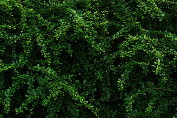 Obraz premium beautiful green leaf wall background