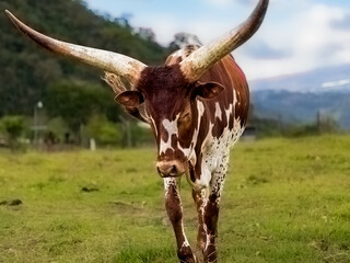 bull on the farm