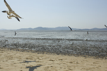 Seagulls gathering on the sea