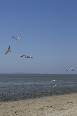 It is a beach with tidal flats.