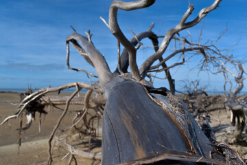 dead tree on the beach