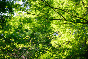 Fresh green forest for easy background