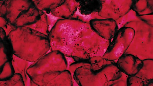 Microscopic view inside body of red blood cells particles bubble reaction flow background abstract texture