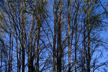 trees against sky
