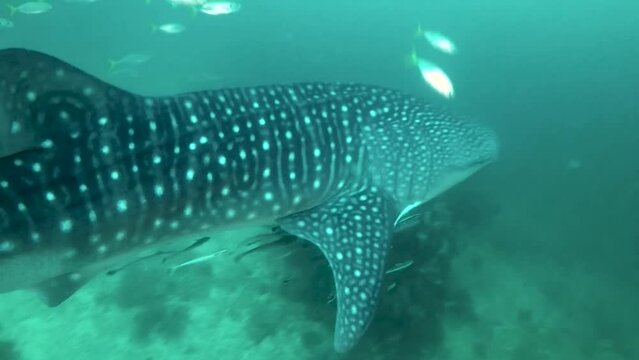 Close-up shot of whale sharks swimming with small fishes under the beautiful sea.