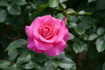 うらら　バラの花