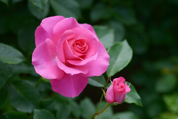 うらら　バラの花