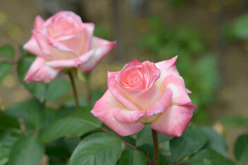 ダイアナ・プリンセス　バラの花