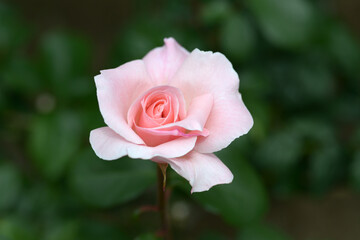 クイーン・エリザベス　バラの花