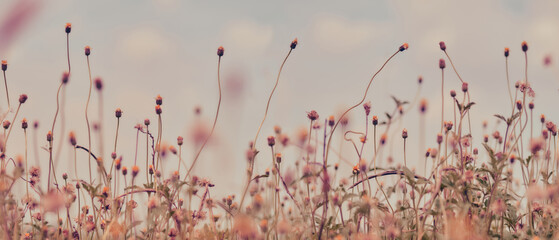 Flower field, meadow flowers in soft warm light. Autumn landscape blurry nature background.