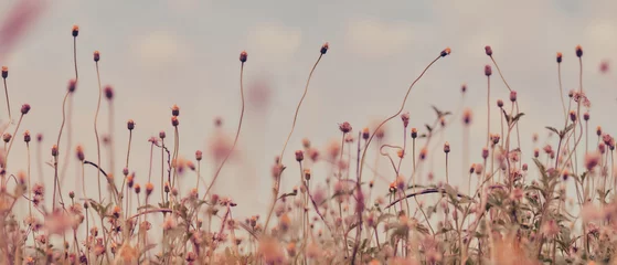 Foto op Plexiglas anti-reflex Flower field, meadow flowers in soft warm light. Autumn landscape blurry nature background. © Ammak