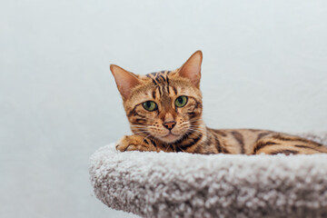 Young cute bengal cat laying on a soft cat's shelf of a cat's house.