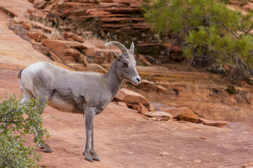 Mountain goat
