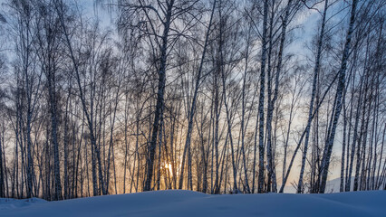 Sunrise in a birch grove. The sun shines through the trunks and bare branches of trees against a background of blue and orange sky. Snowdrifts in the foreground. Altai