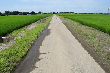舗装された農道と田園風景