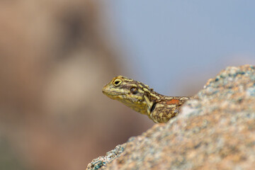 Peninsular Rock Agama