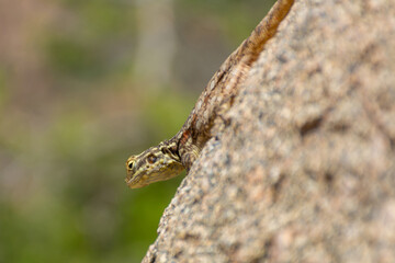 Peninsular Rock Agama