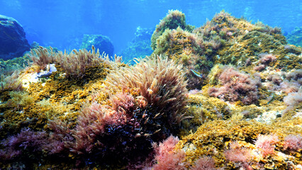Naklejka na ściany i meble Underwater photo of beautiful and colorful Algea and plants.