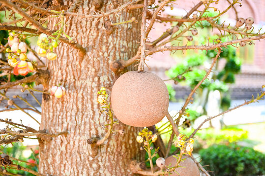 Cannonball fruit on the cannonball tree with flower, Shorea robusta Dipterocarpaceae - Sal, Shal, Sakhuwan, Sal Tree, Sal of India, Religiosa
