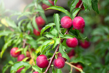 Plum Tropical Fruits in Thailand and Southeast Asia.