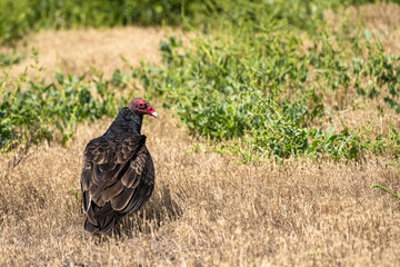 Turkey vulture (Cathartes aura) sitting on the ground in dry grass.