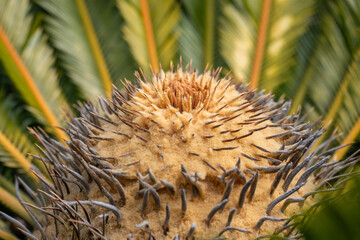 Naklejka na ściany i meble Sago Palm (Cycas revoluta) with female flower cone, close-up.