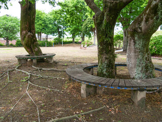 公園の木の周りの円形ベンチ
