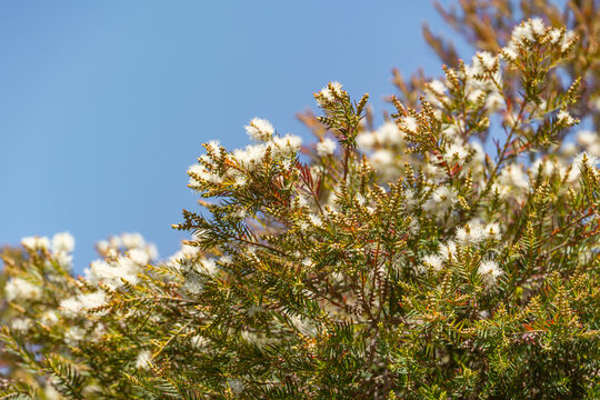 White flowers of Tea tree (Melaleuca alternifolia)