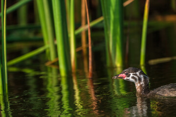 A juvenile pied-billed grebe