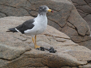 aki vemos una gabiota comiendo mariscos del mar