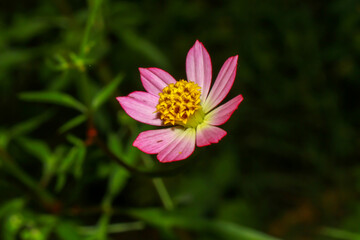 Obraz premium Little flower in the garden