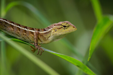 Little lizard oh the leaf