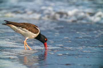 American oystercatcher
