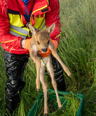 wild animal rescue, small deer fawn will mow in front of the meadow, tractor brought to safety