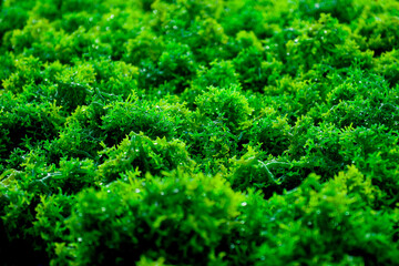freshly and close up green moss or green seaweed