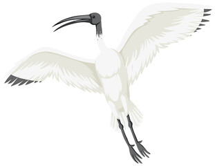 Australian white ibis isolated
