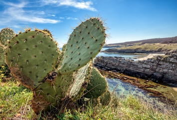 cactus on the beach