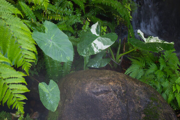 Green plants tropical garden surrounding