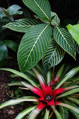 tropical plants in the garden