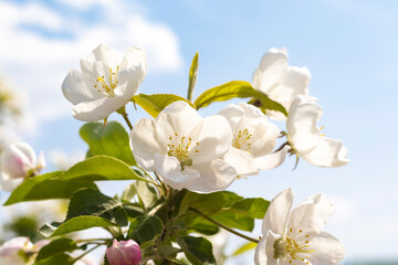 Fototapeta na wymiar apple tree flowers on a light background