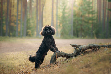 black small poodle in the forest at sunset. Walking the dog, healthy lifestyle