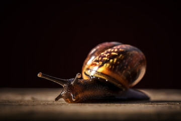 garden snail on a dark background close-up