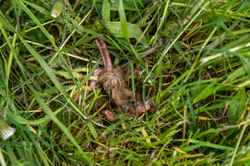 dead mowed fawn , baby deer , in the grass