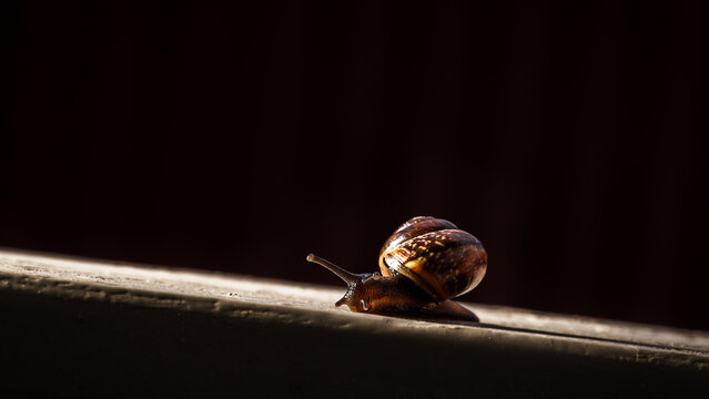 garden snail on a dark background close-up