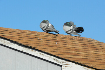 Two pigeons preening feathers while perched on top of roof