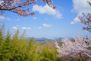 桜　遠方に高松市街並み(香川県)