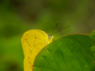 Yellow butterfly on green leaves with a natural background 